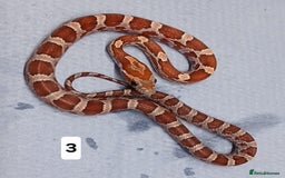 Corn Snake reptiles for sale: Corn Snake Morph Hatchling's  - Image 6