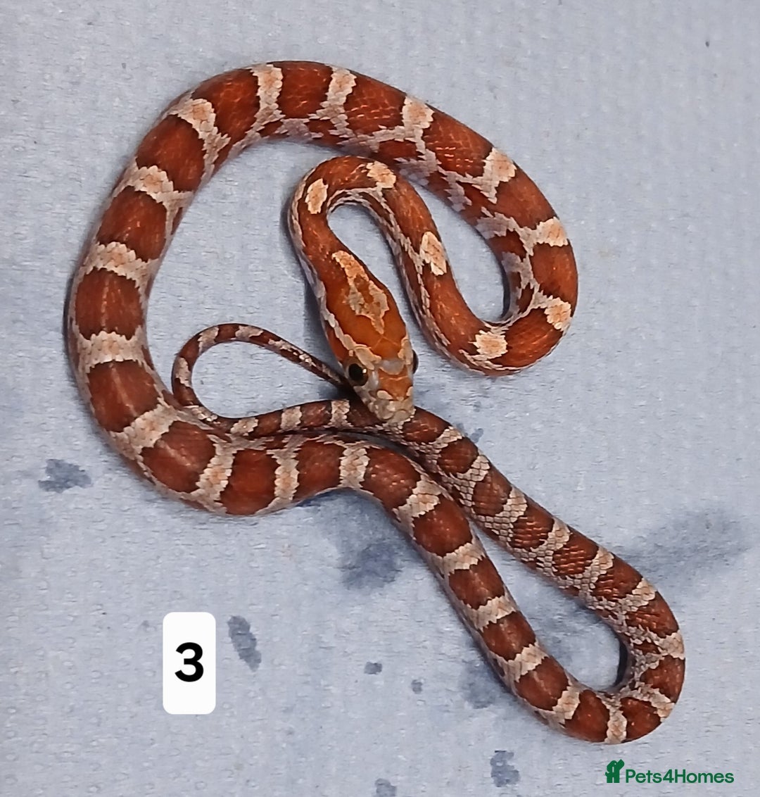 Corn Snake reptiles for sale: Corn Snake Morph Hatchling's  - Image 6