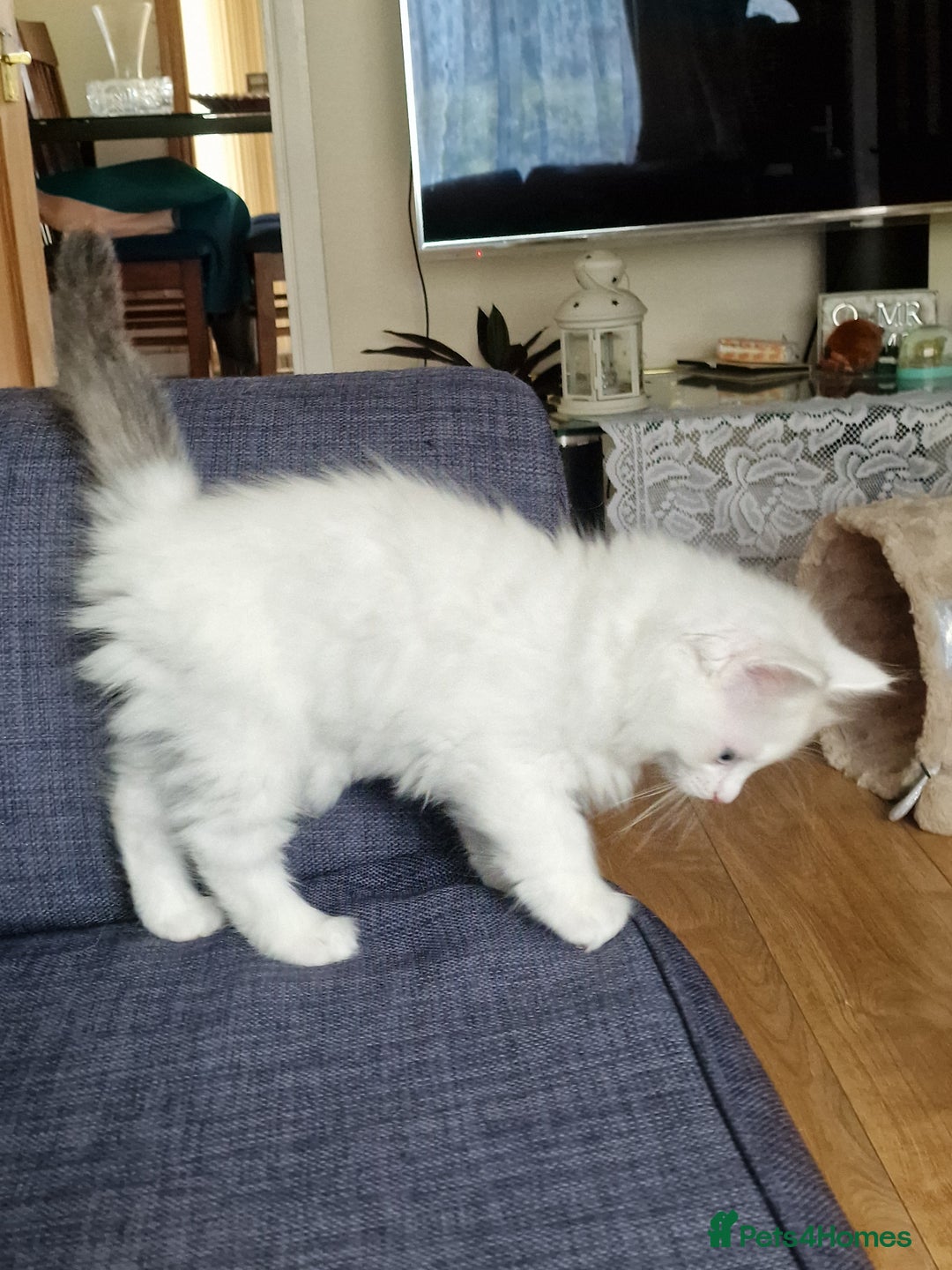 Mixed Breed cats for sale: Rare Ragdoll × Norwegian Forest kittens - Image 14