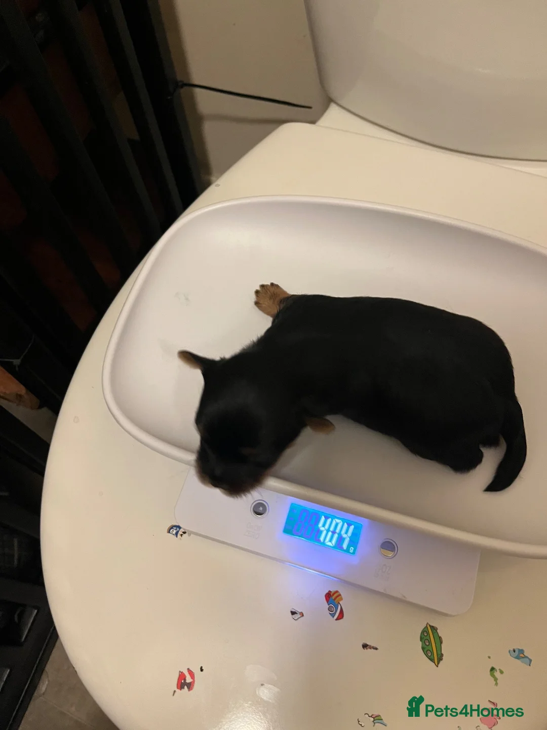 Shorkie dogs for sale: Shorkies puppies in Watford - Advert 12