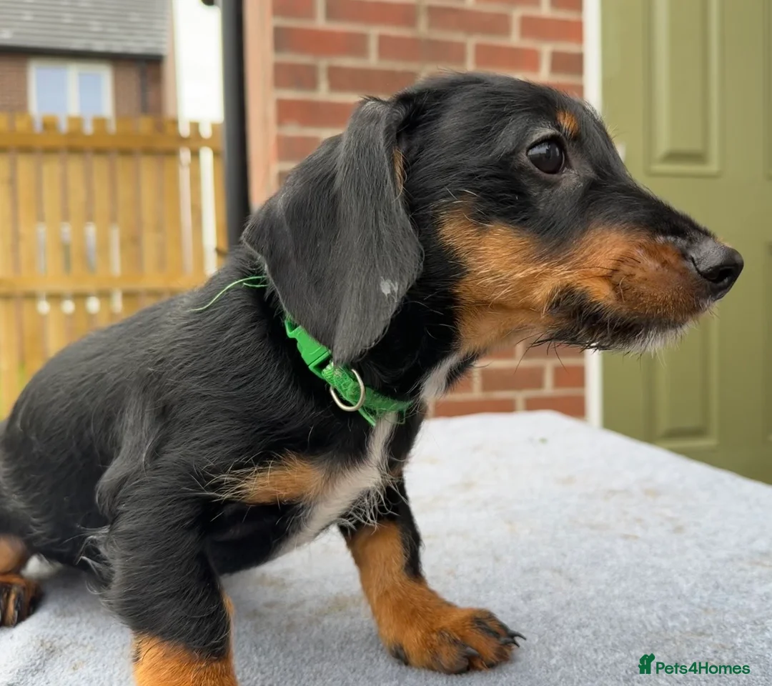 Dachshund dogs for sale: Dachshund puppies standard, wired-haired & smooth - Advert 23