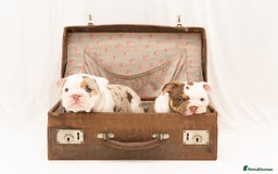 English Bulldog dogs for sale: Re advertised - I am no longer reserved - Image 7