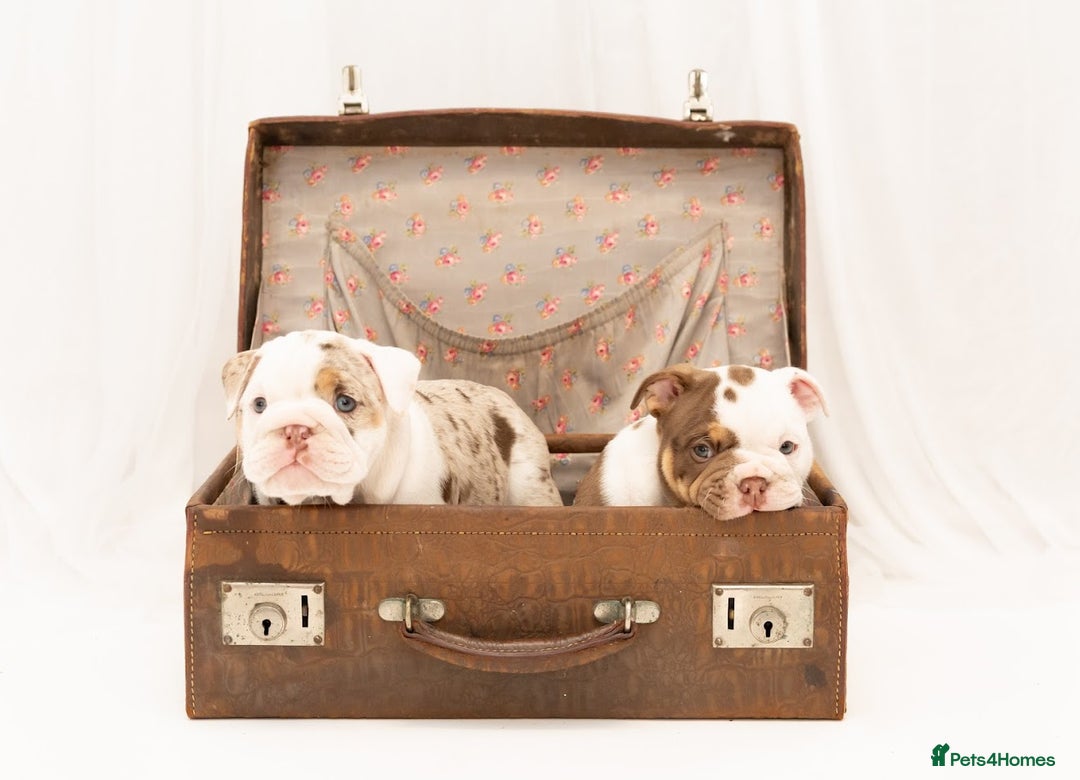 English Bulldog dogs for sale: Re advertised - I am no longer reserved - Image 7