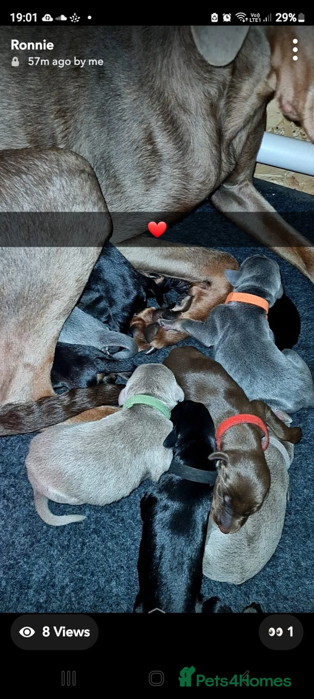 Dobermann dogs for stud: KC Health & Heart tested stud in Burnley - Advert 7