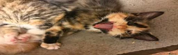 Domestic Shorthair cats for sale: 5 beautiful coloured kittens - Advert 14