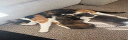 Mixed Breed cats for sale: Beautiful ragdoll cross kittens for sale  - Advert 1