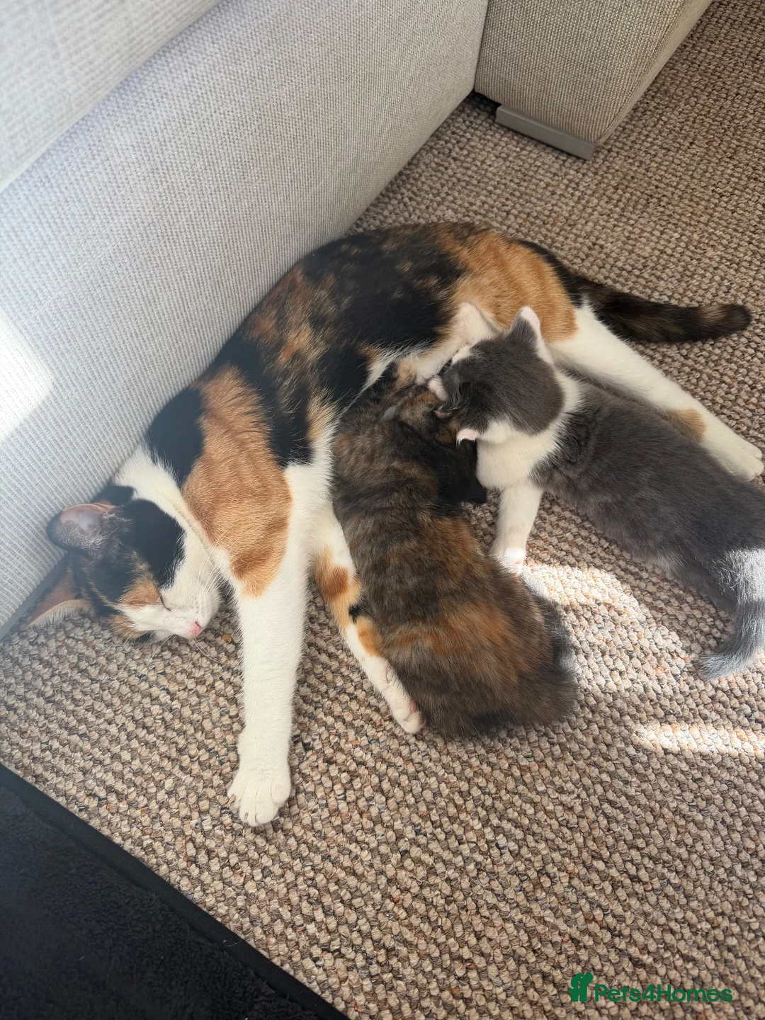 Mixed Breed cats for sale: Beautiful ragdoll cross kittens for sale  - Advert 1