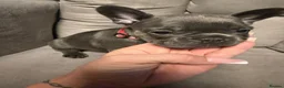 French Bulldog dogs for sale: FRENCH BULLDOGS  - Advert 8