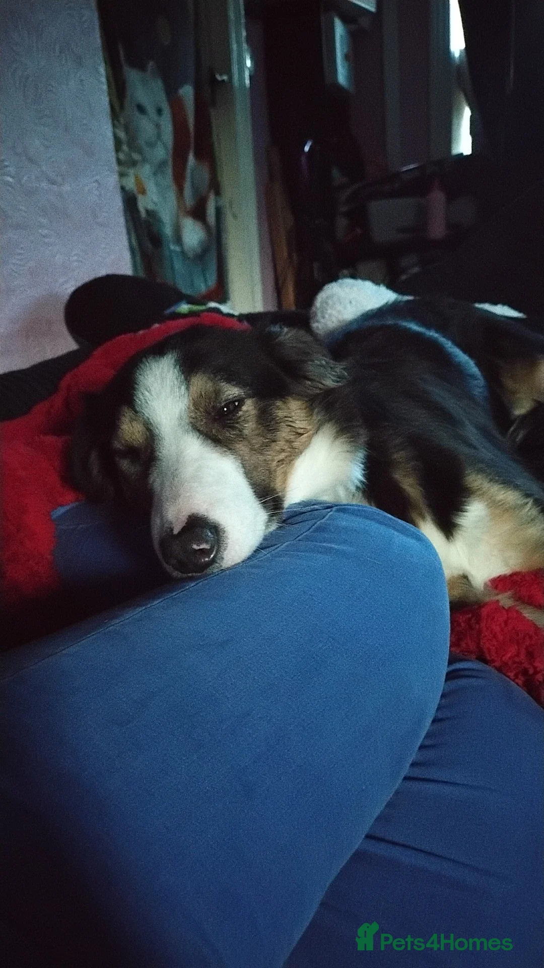 Border Collie dogs for sale: Border collie female (please read) - Advert 2