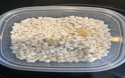 Gecko reptiles for sale: Crested gecko eggs  - Image 1