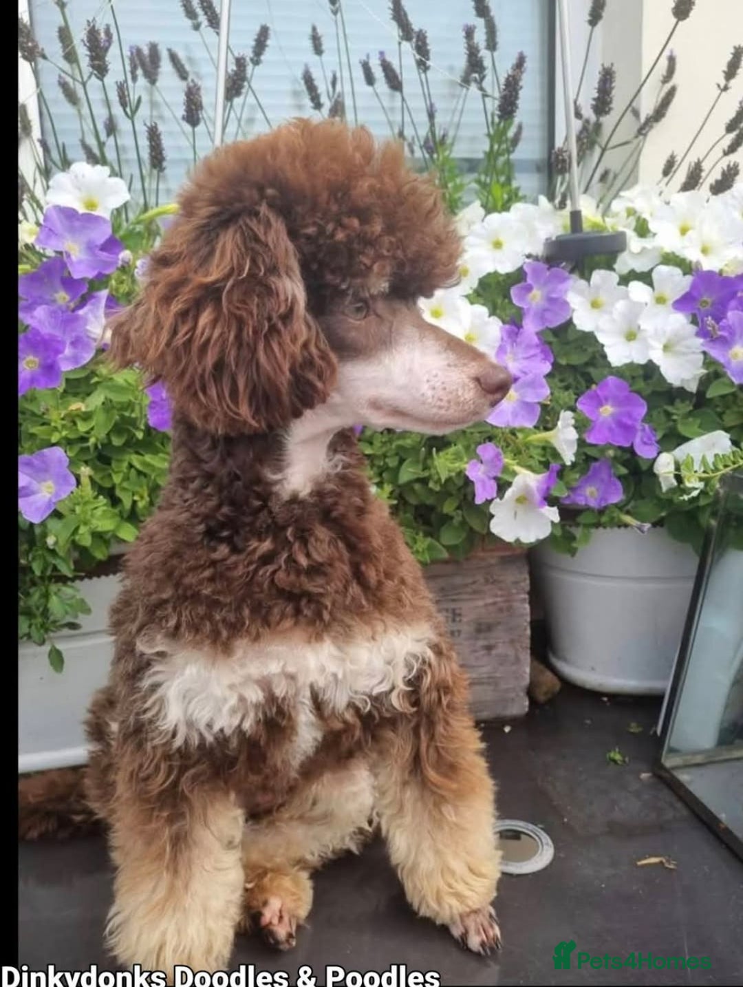 Toy Poodle dogs for sale: Pedigree Chocolate Toy Poodle  - Advert 2