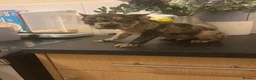 French Bulldog dogs for sale: French bulldogs for sale  - Advert 8