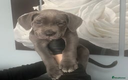 Cane Corso dogs for sale: Chunky blue  cane corso pups for sale last 2 - Advert 2