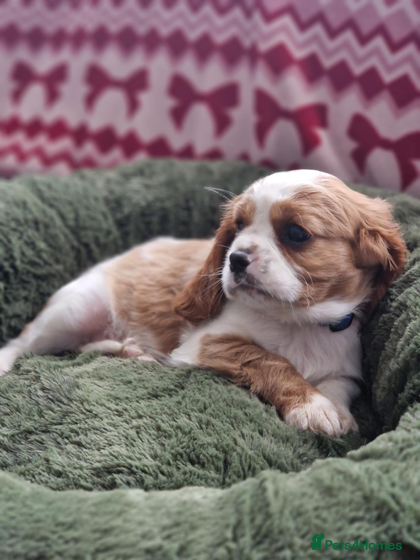 Cavalier King Charles Spaniel dogs Cavalier King Charles Spaniel!DNA tested! - Advert 3