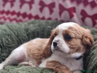 Cavalier King Charles Spaniel dogs Cavalier King Charles Spaniel!DNA tested! - Advert 3