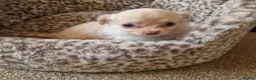 Chihuahua dogs for sale: Long coat Chihuahua puppies  - Advert 4