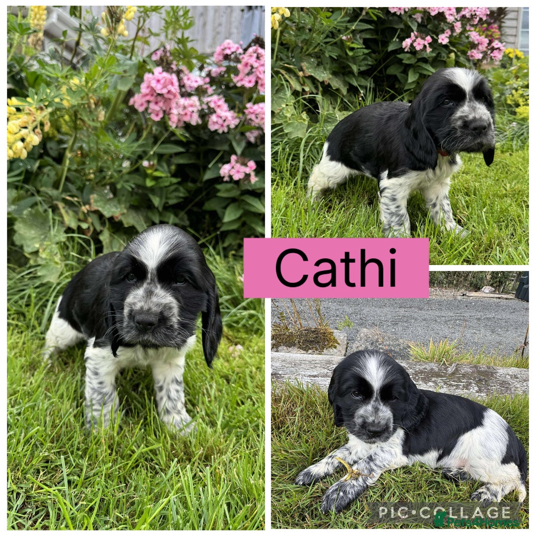 Cocker Spaniel dogs for sale: Show Type Cocker Spaniel pups  - Image 8