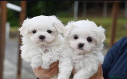 Maltese dogs for sale: Smart, playful Maltese Puppies - Image 5