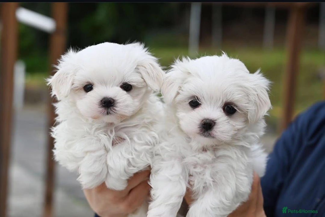 Maltese dogs for sale: Smart, playful Maltese Puppies - Image 5