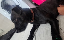 Patterdale Terrier dogs for sale: Patterdale pups - Image 27