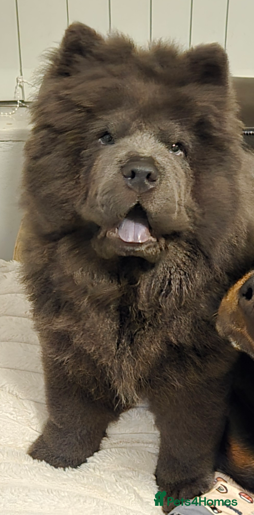 Chow Chow dogs KC Blue Chow Stud Blue Chow Chow Stud  - Advert 17