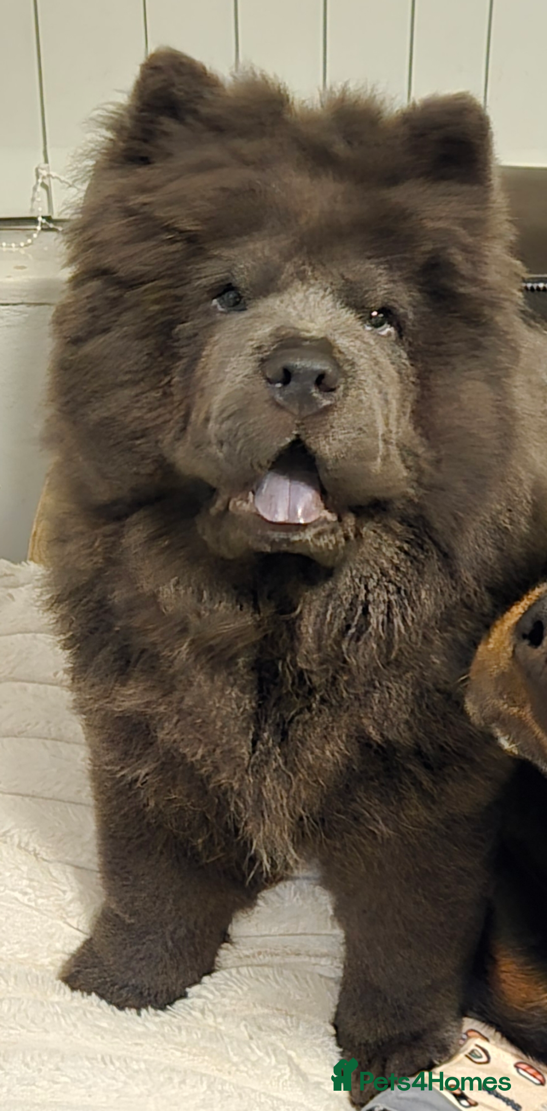 Chow Chow dogs for stud: KC Blue Chow Stud Blue Chow Chow Stud  - Advert 1