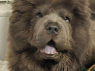 Chow Chow dogs KC Blue Chow Stud Blue Chow Chow Stud - Advert 6