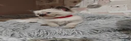 Ragdoll cats for sale: Ragdoll kittens - Advert 29