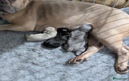 French Bulldog dogs for sale: French dog for sale  - Image 4