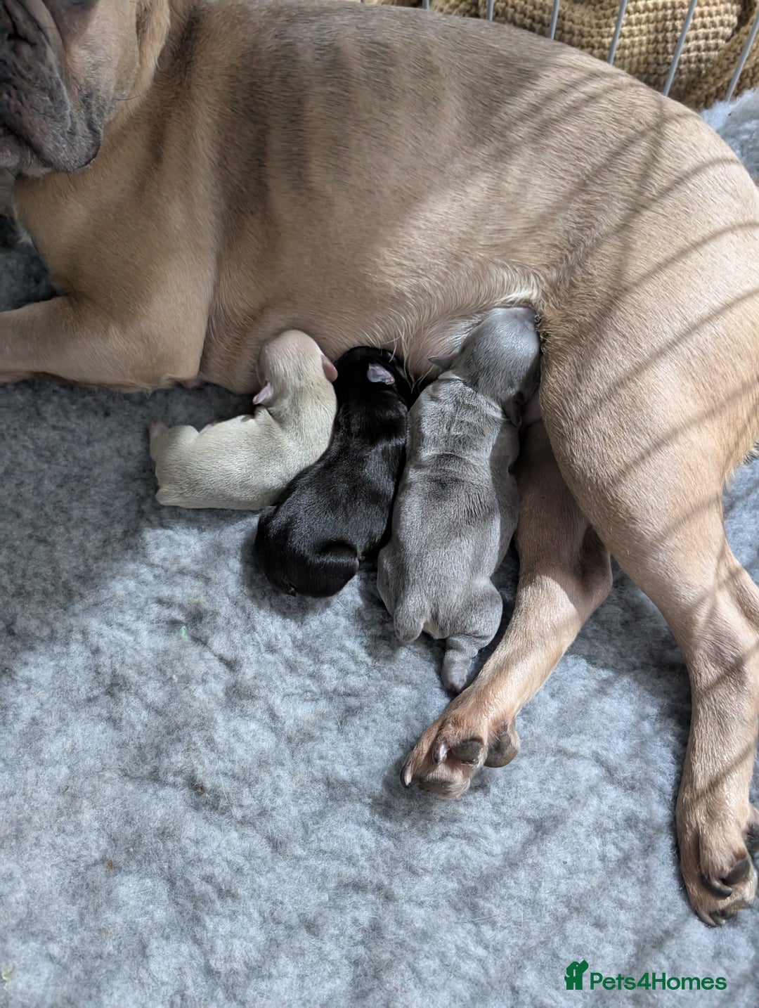 French Bulldog dogs for sale: French dog for sale  - Image 4