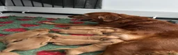 Golden Retriever dogs for sale:  Beautiful red golden retrievers 2 girls  2 boys - Advert 20