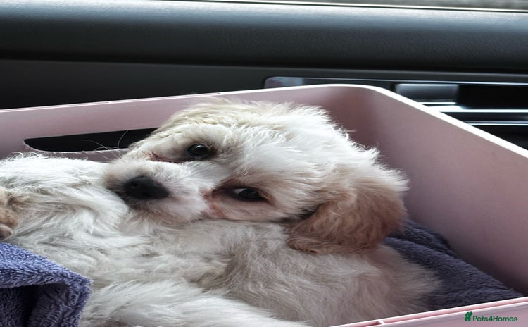 Cavapoo dogs - Advert 12