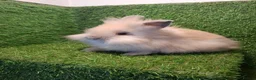 Lionhead rabbits for sale: DOUBLE MANED LIONHEADS - Advert 1