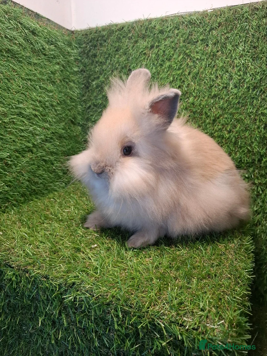 Lionhead rabbits for sale: DOUBLE MANED LIONHEADS - Advert 1