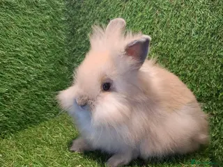 Lionhead rabbits DOUBLE MANED LIONHEADS - Advert 1