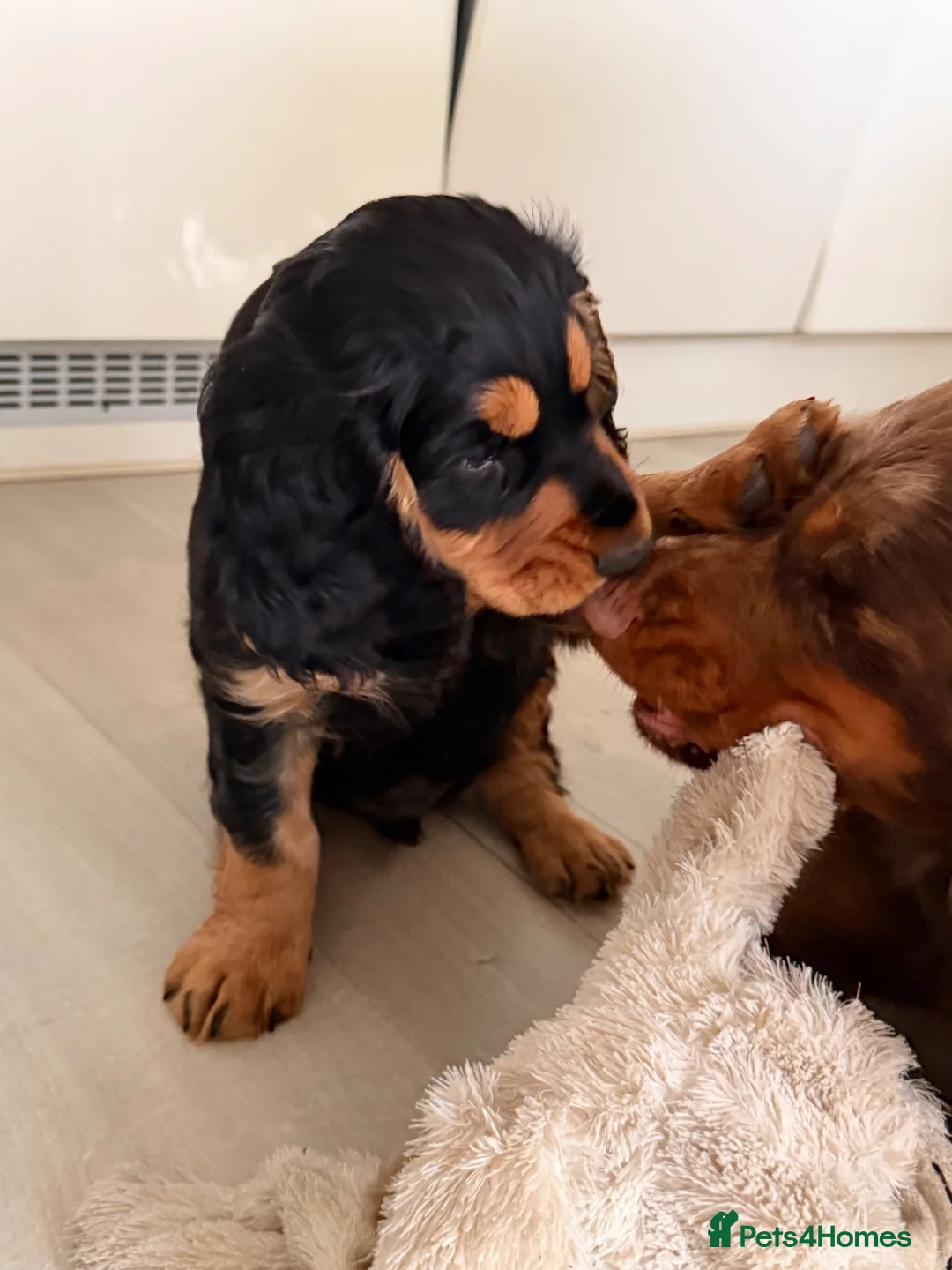 Cocker Spaniel dogs for sale: Two working cocker spaniel boys looking for 🏠 - Advert 2