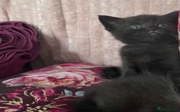 Mixed Breed cats for sale: X Siamese Adorable Kittens (white reserved now) - Image 15