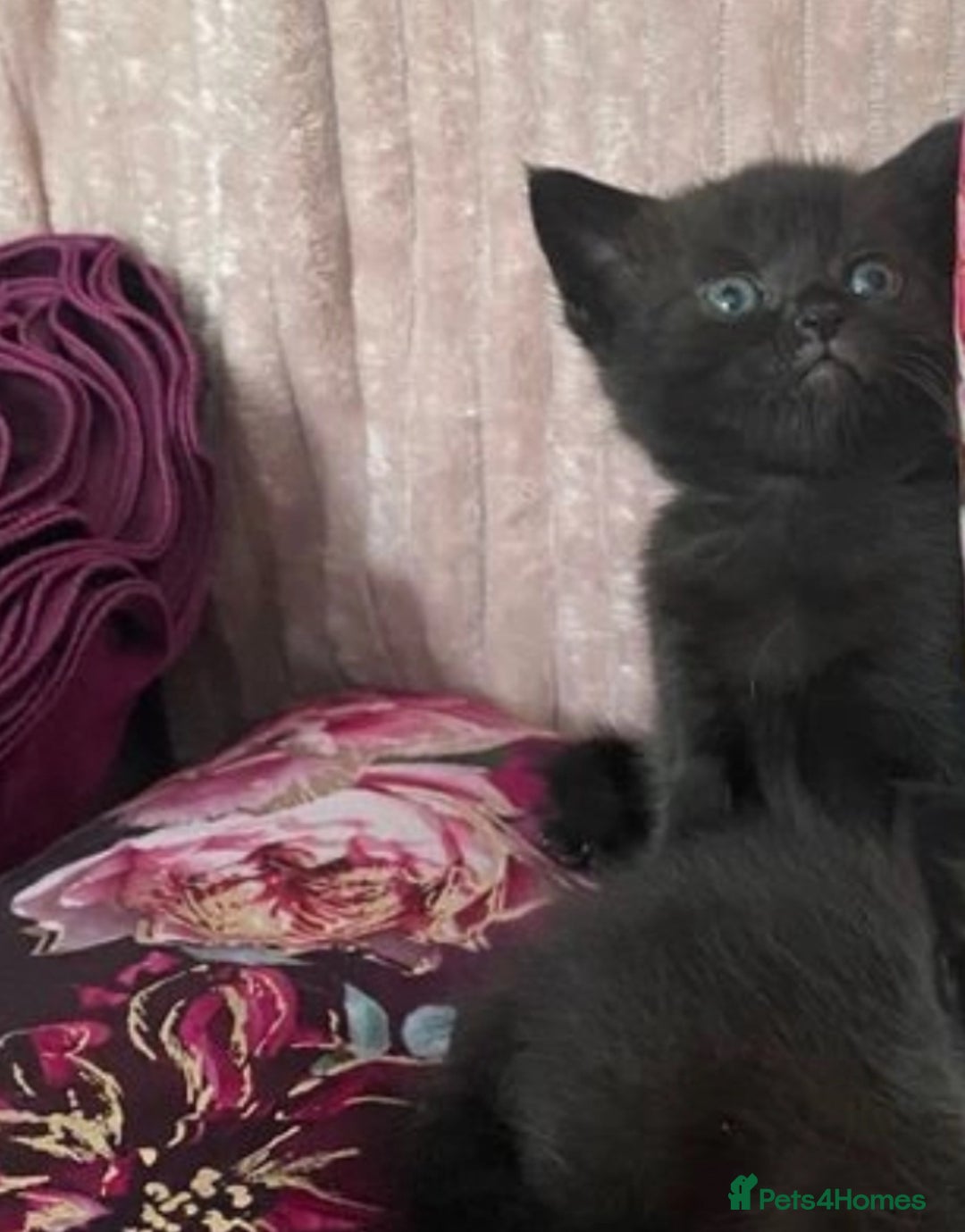 Mixed Breed cats for sale: X Siamese Adorable Kittens (white reserved now) - Image 15