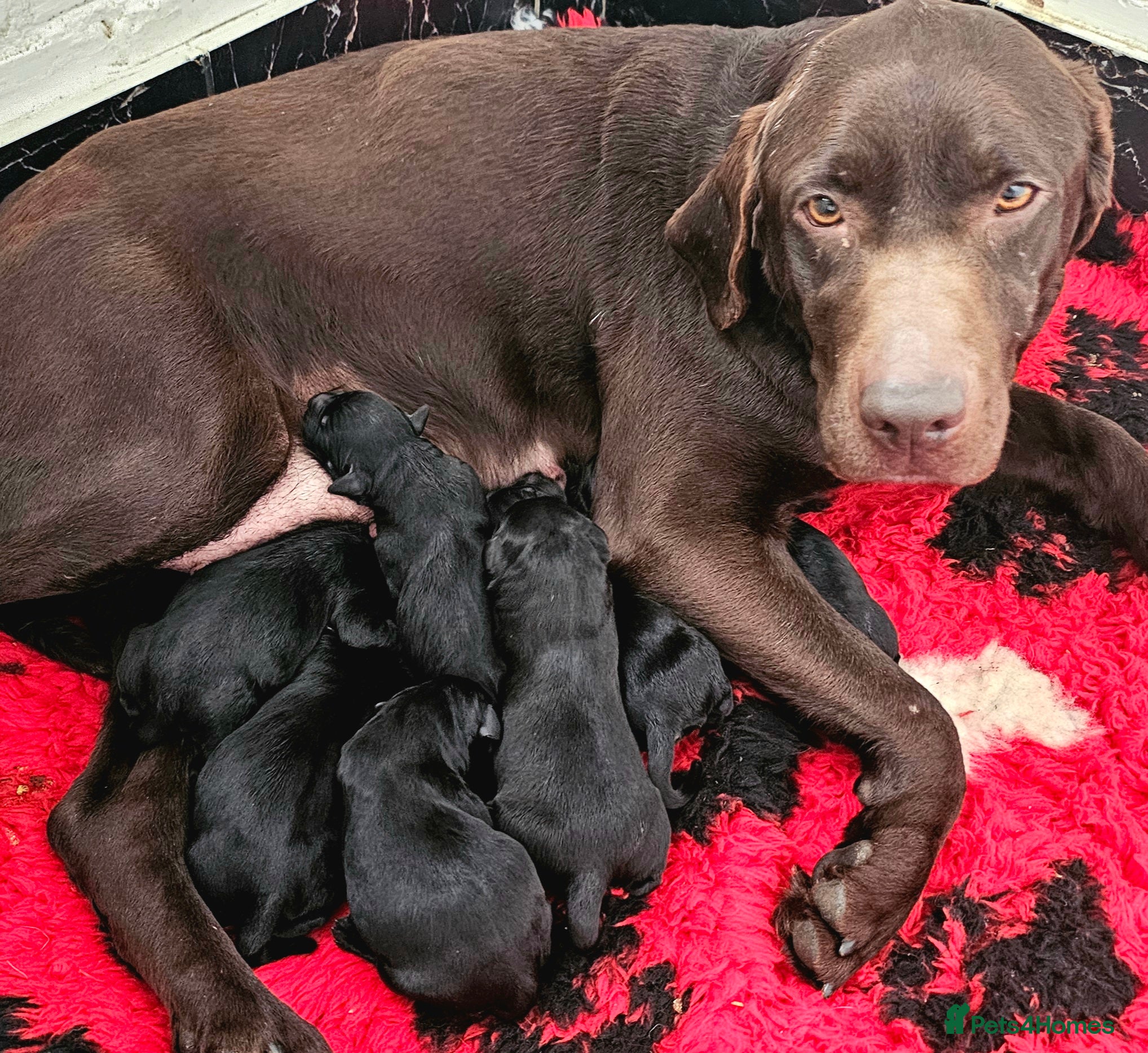 Labrador Retriever dogs 7 STUNNING BLACK KC REGISTERED LABRADORS - Advert 1