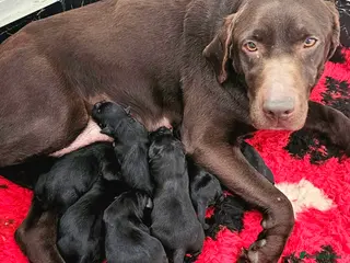 Labrador Retriever dogs for sale: 7 STUNNING BLACK KC REGISTERED LABRADORS - Advert 1