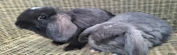Mini Lop rabbits for sale: Bundle of fluffs ready to be reserved - Advert 9