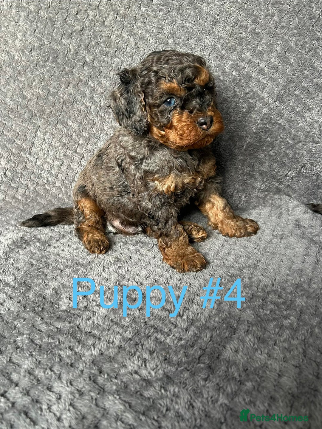 Cavapoo dogs for sale: Stunning Merle toy f1b Cavapoo puppies - Advert 12