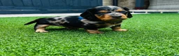 Miniature Dachshund dogs for sale: Miniature dachshund puppies 🩷💙 - Advert 16
