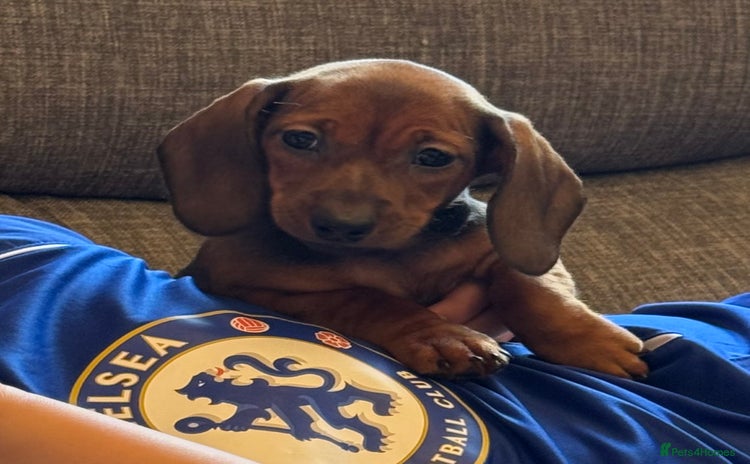 Miniature Dachshund dogs - Advert 1