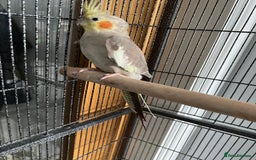 Cockatiels birds for sale: Cockatiels Quick Sell - Image 4