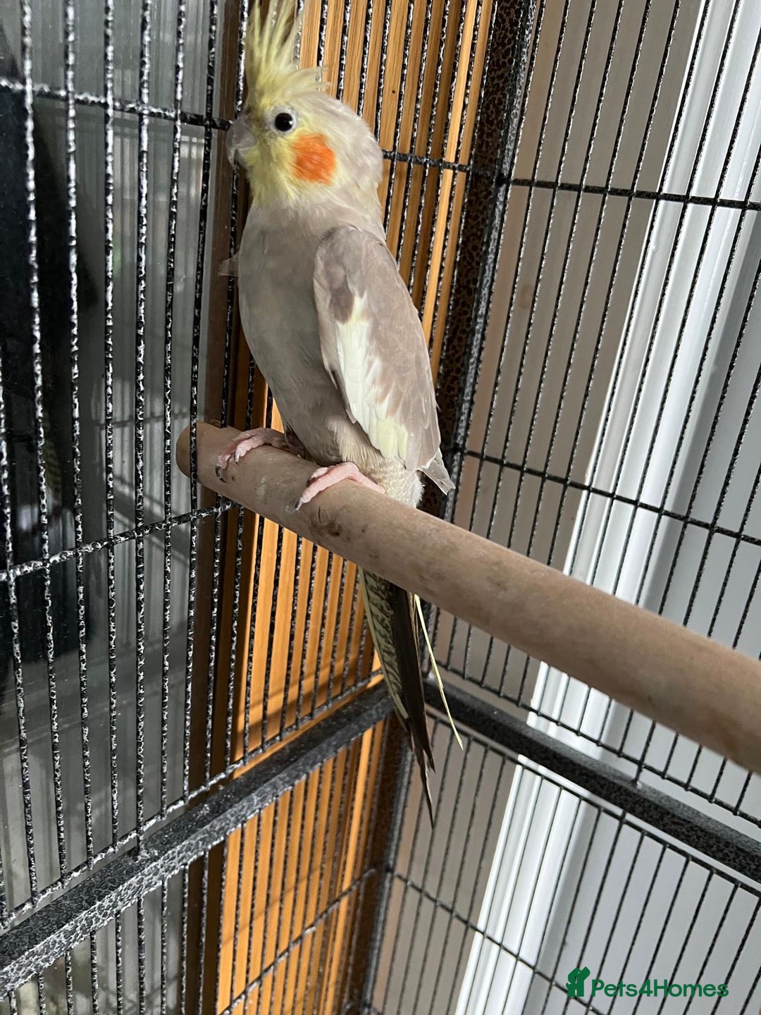 Cockatiels birds for sale: Cockatiels Quick Sell - Image 4