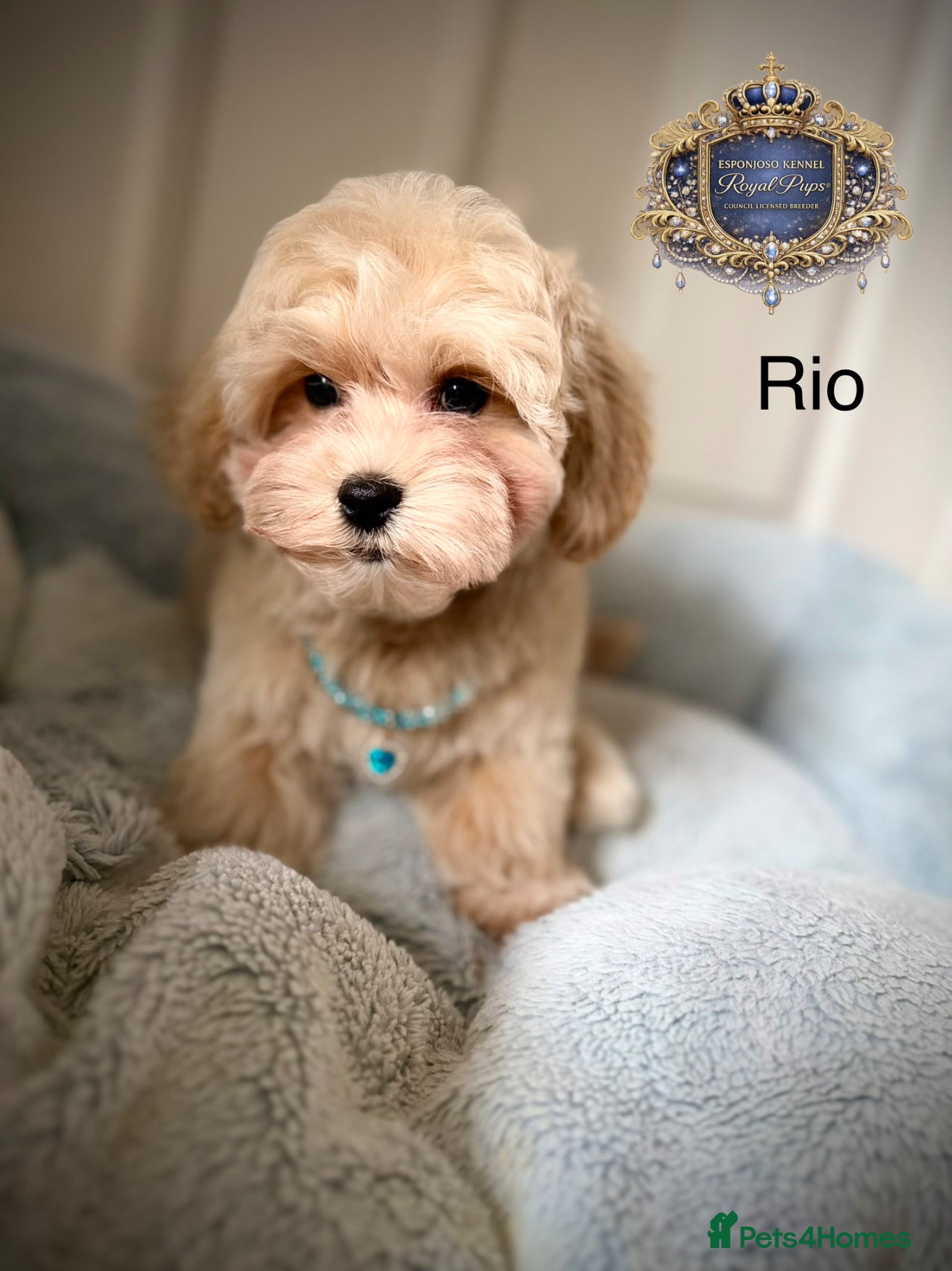 Maltipoo dogs ⚠️ ONLY 2 BOYS LEFT — READY TO LEAVE NOW ⚠️ - Advert 1