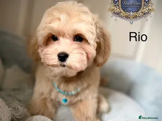 Maltipoo dogs ⚠️ ONLY 2 BOYS LEFT — READY TO LEAVE NOW ⚠️ - Advert 1