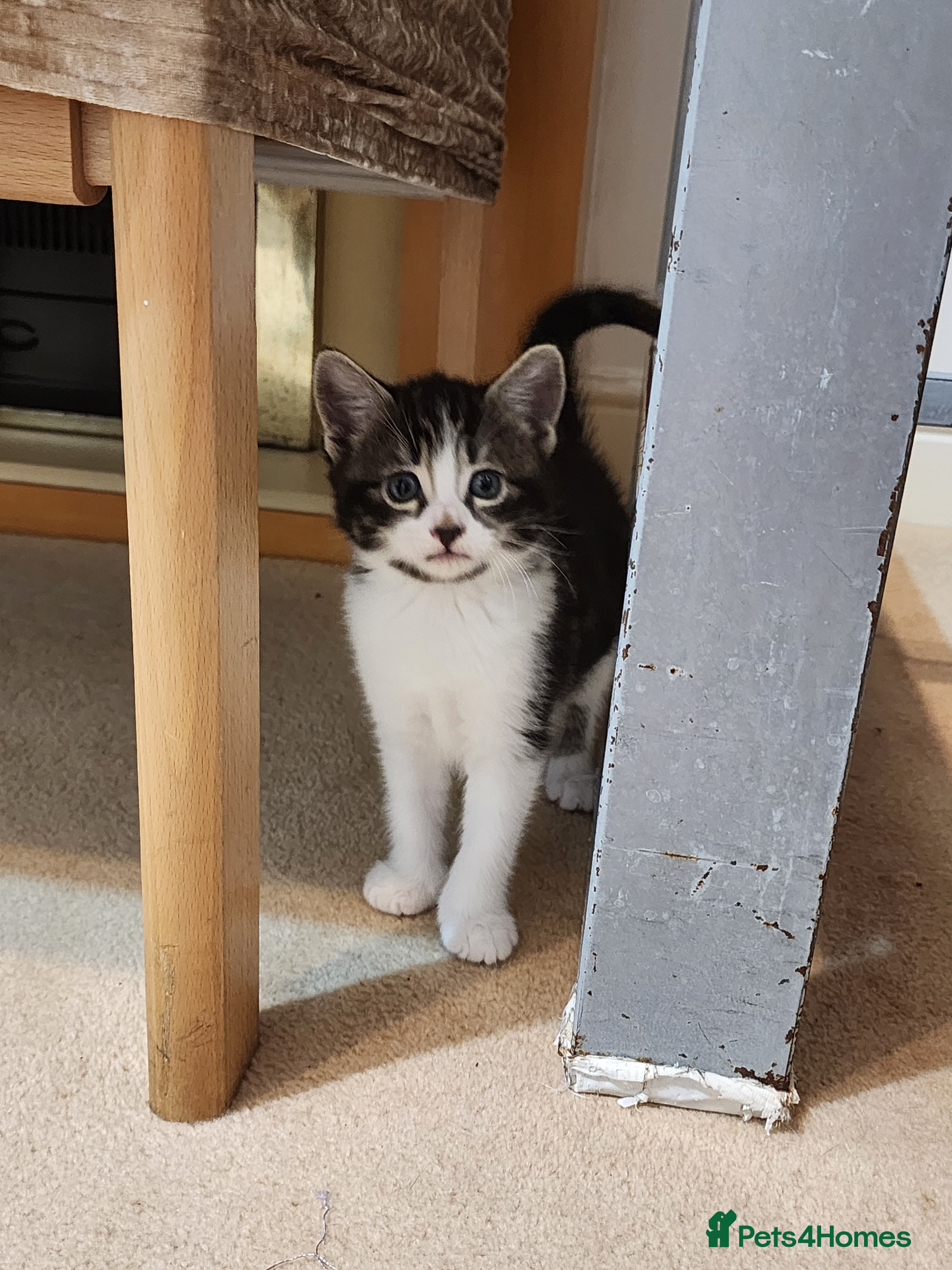 Mixed Breed cats Four adorable kittens looking for homes - Advert 1