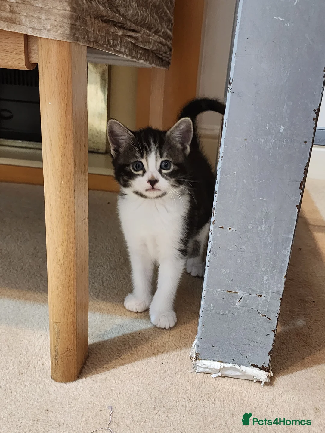 Mixed Breed cats for sale: Four adorable kittens looking for homes - Advert 1